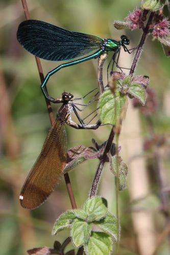 Calopteryx sp.